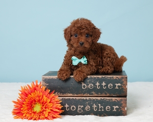 Theo Cavapoo puppy
